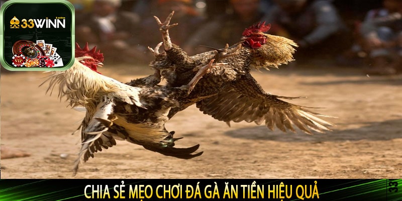 Chia sẻ mẹo chơi đá gà ăn tiền hiệu quả